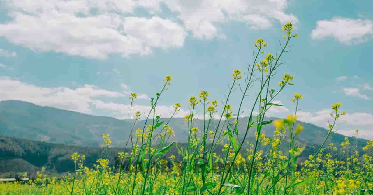 菜の花が咲き誇る春の野原と山並みの風景。自然の中で家族と過ごすアウトドアの心地よさを表現した1枚。