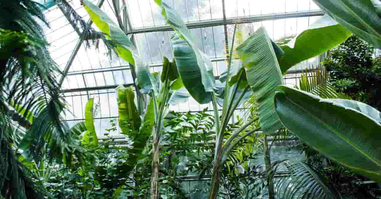 温室の中に広がる緑豊かな植物園。静かで落ち着いた空間が、人見知りの子やゆったり過ごしたい親子にぴったりのスポットとして描かれているイメージ。