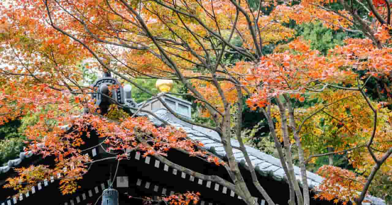 色づいた紅葉の木々と、その奥に見える日本の寺院の屋根。秋の静かな風情と旅情を感じさせる景色。
