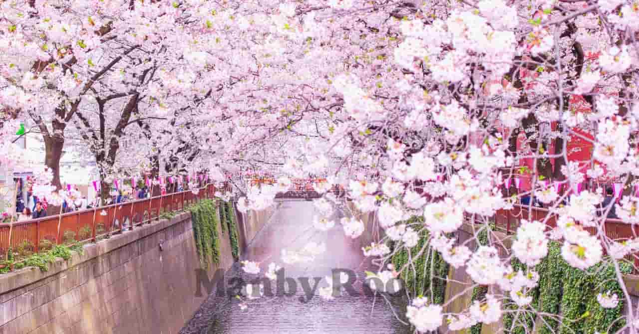 満開の桜が川沿いに咲き誇る並木道。春の訪れを感じながら、家族で散策やドライブを楽しめそうな景色。
