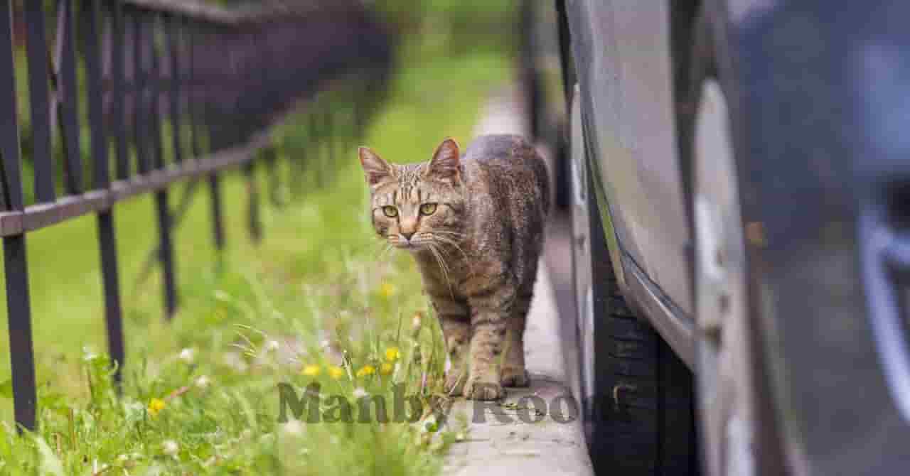 車とフェンスの間の細い道を歩くキジトラ柄の猫。道端には草花が咲いており、身近な自然を感じる風景 
