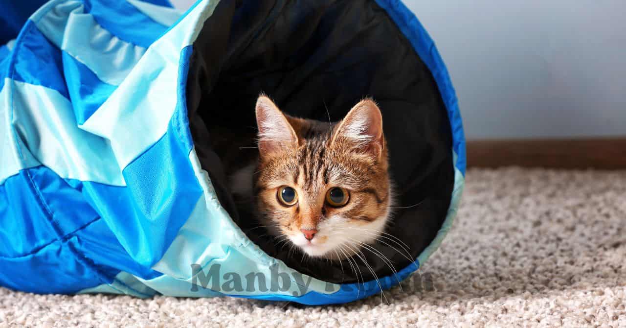 テント風のトンネルから顔をのぞかせる猫の様子。おうちキャンプの“非日常感”や遊び心を象徴するイメージ
