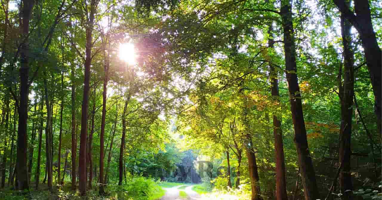 緑豊かな木々の間に光が差し込む林道の風景。自然の中を探検できそうな雰囲気 