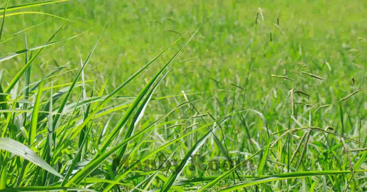夏の公園に生い茂る草むらのクローズアップ画像
