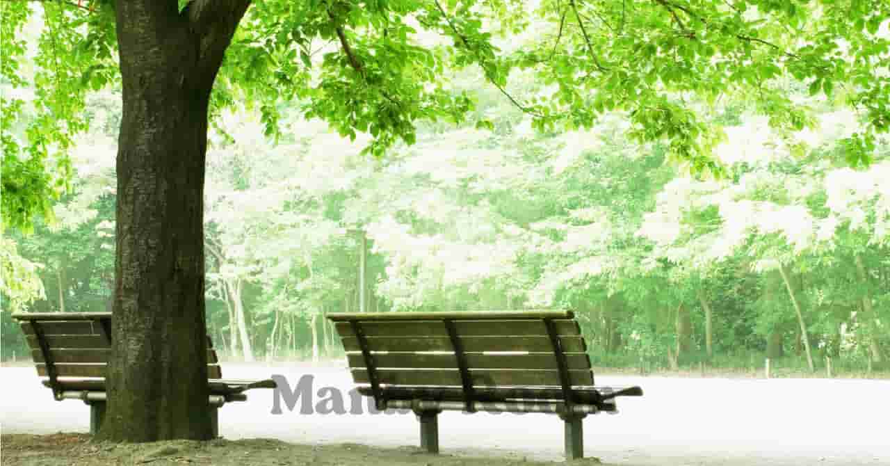 木陰に設置された2つのベンチと大きな木。静かな公園でゆったりと過ごす幼児との時間をイメージした風景。 